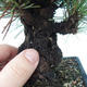 Outdoor bonsai - Pinus thunbergii corticosa - cork pine - 5/5