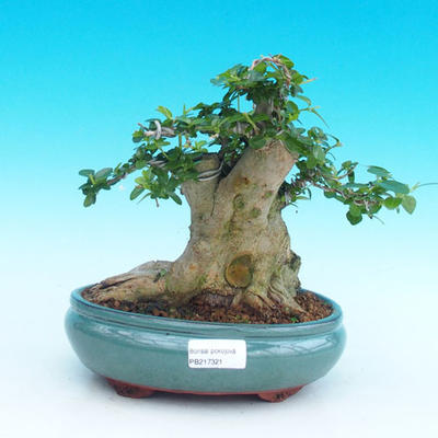 Indoor bonsai - PREMNA MICROPHYLLA - Kozlovoň malolistá - 5