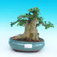 Indoor bonsai - PREMNA MICROPHYLLA - Kozlovoň malolistá - 4/4