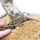 Outdoor bonsai - Larix decidua - Deciduous larch - 5/5
