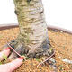 Outdoor bonsai - Larix decidua - Deciduous larch - PALLET TRANSPORT ONLY - 5/5