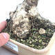 Indoor bonsai - Olea europaea sylvestris - European small-leaved olive oil - 5/6