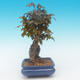 Shohin - Maple-Acer burgerianum on rock - 5/6
