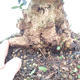 Indoor bonsai - Olea europaea sylvestris - European small-leaved olive oil - 5/6