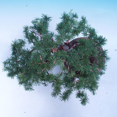 Outdoor bonsai -Larix decidua - Larch deciduous - 5