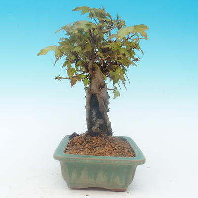 Shohin - Maple-Acer burgerianum on rock - 5