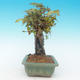 Shohin - Maple-Acer burgerianum on rock - 5/6