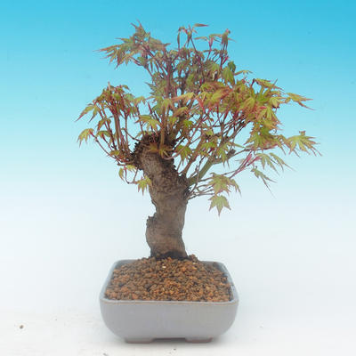 Shohin - Maple-Acer palmatum - 5