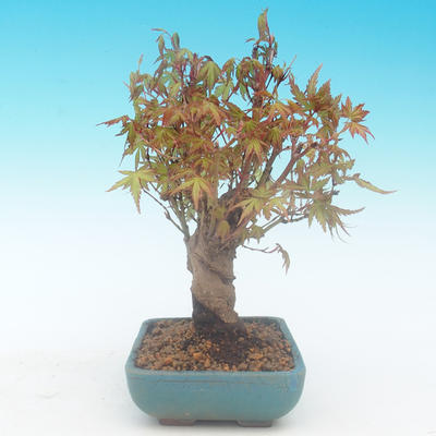 Shohin - Maple-Acer palmatum - 5