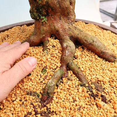 Outdoor bonsai - Japanese azalea SATSUKI- Azalea SHUSHUI - 5