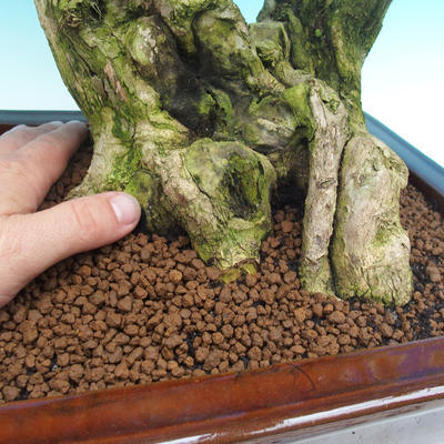 Room bonsai - Duranta variegata - 5