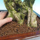 Room bonsai - Duranta variegata - 5/6
