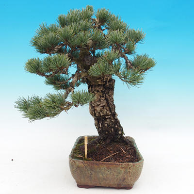 Outdoor bonsai - parviflora Pine - Pinus parviflora - 5