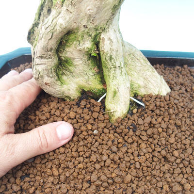 Room bonsai - Duranta variegata - 5