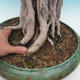 Room bonsai - Ficus kimmen - malolistý ficus - 5/5