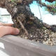Pinus thunbergii - Pine thunbergova - 5/5