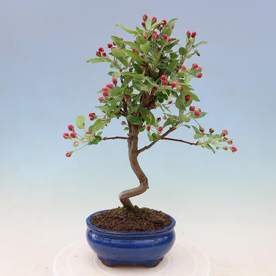 Outdoor bonsai -Malus Halliana - fruited apple - 5