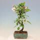 Outdoor bonsai -Malus Halliana - fruited apple - 5/7