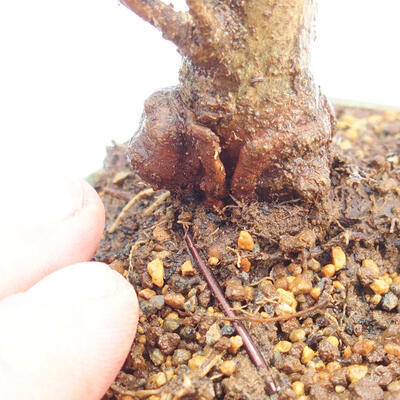 Outdoor bonsai - Buergerianum Maple - Burger Maple - 5