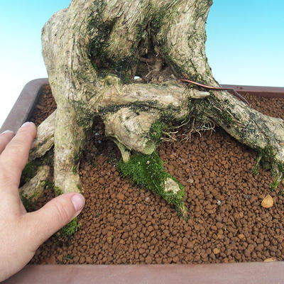 Room bonsai - Muraya paniculata - 5