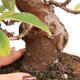 Outdoor bonsai - Pseudocydonia sinensis - Chinese quince - 5/7