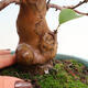 Outdoor bonsai - Pseudocydonia sinensis - Chinese quince - 5/7