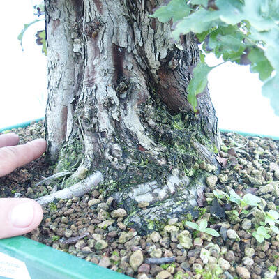 Outdoor bonsai - Single-seeded hawthorn - Crataegus monogyna - 5
