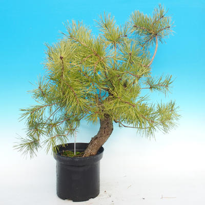 Yamadori - Scots pine - Pinus sylvestris - 5