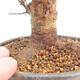 Outdoor bonsai - Buergerianum Maple - Burger Maple - 5/5