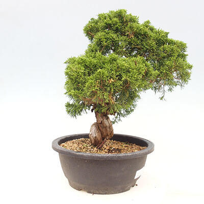 Outdoor bonsai - Juniperus chinensis Itoigawa-Chinese juniper - 5