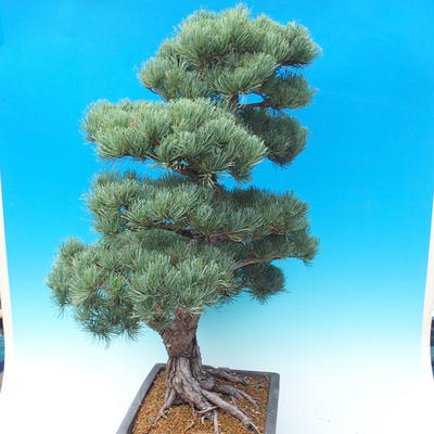 Outdoor bonsai - Pinus parviflora - Small pine tree - 5