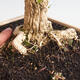 Indoor bonsai - Buxus harlandii - Cork boxwood - 5/7