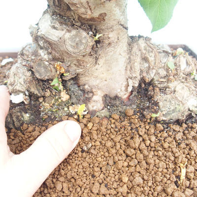 Outdoor bonsai -Maloplodá apple - Malus Halliana - 5