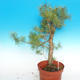 Yamadori - Scots pine - Pinus sylvestris - 5/5