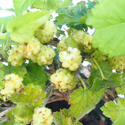 Outdoor bonsai -Morus album - mulberry - 5