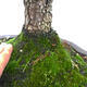 Outdoor bonsai-Ulmus Glabra-Hard Elm - 5/5