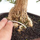 Indoor bonsai - Buxus harlandii - Cork boxwood - 5/5