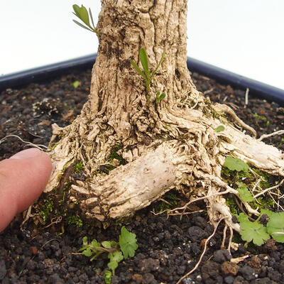 Indoor bonsai - Buxus harlandii - Cork boxwood - 5