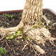 Indoor bonsai - Buxus harlandii - Cork boxwood - 5/7