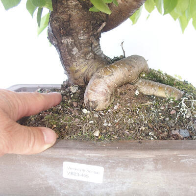 Outdoor bonsai - Mahalebka - Prunus mahaleb - 5