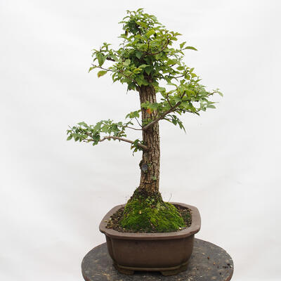 Outdoor bonsai-Ulmus Glabra-Hard Elm - 5