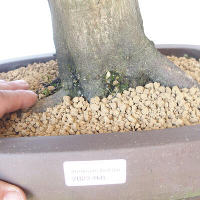 Outdoor bonsai - Hornbeam - Carpinus betulus - 5