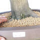 Outdoor bonsai - Hornbeam - Carpinus betulus - 5/5