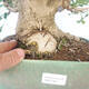 Outdoor bonsai - Jinan biloba - Ginkgo biloba - 5/5