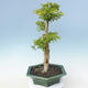 Indoor bonsai - Duranta erecta Aurea - 5/6