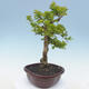 Indoor bonsai - Duranta erecta Aurea - 5/7