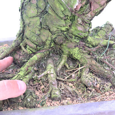 Outdoor bonsai - Pinus thunbergii - Thunberg pine - 5