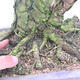 Outdoor bonsai - Pinus thunbergii - Thunberg pine - 5/5