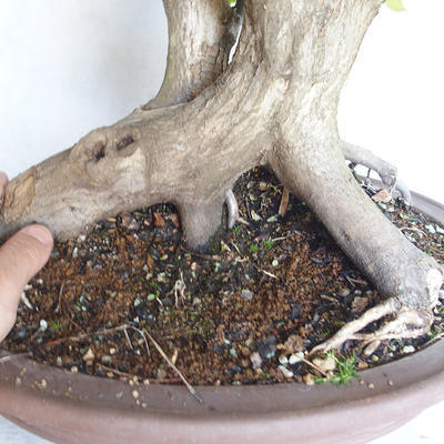 Outdoor bonsai Carpinus betulus- Hornbeam VB2020-485 - 5