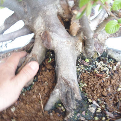 Outdoor bonsai Carpinus betulus- Hornbeam VB2020-487 - 5